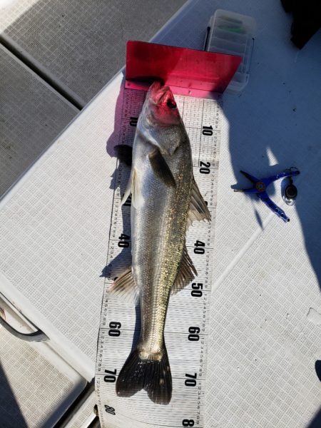 海龍丸（島根） 釣果