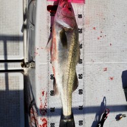 海龍丸（島根） 釣果