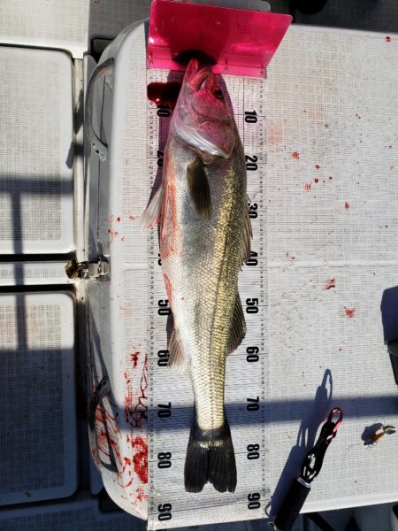 海龍丸（島根） 釣果