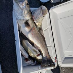 海龍丸（島根） 釣果