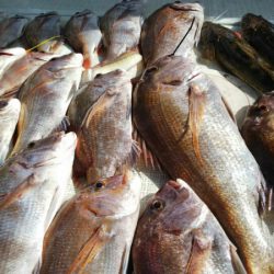 タイラバ遊漁船 ワンピース 釣果