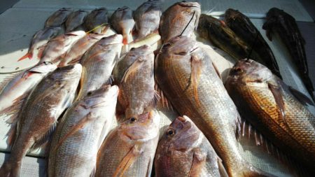 タイラバ遊漁船 ワンピース 釣果