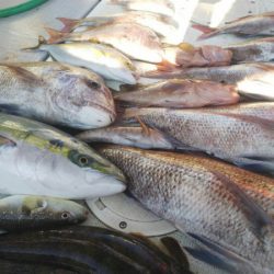 タイラバ遊漁船 ワンピース 釣果