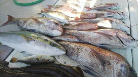 タイラバ遊漁船 ワンピース 釣果