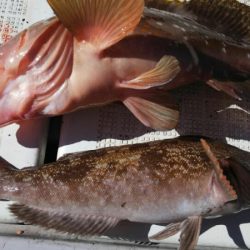 タイラバ遊漁船 ワンピース 釣果