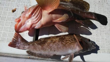 タイラバ遊漁船 ワンピース 釣果