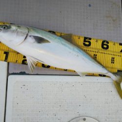 タイラバ遊漁船 ワンピース 釣果