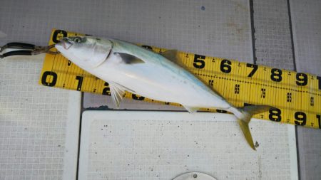 タイラバ遊漁船 ワンピース 釣果