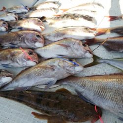 タイラバ遊漁船 ワンピース 釣果