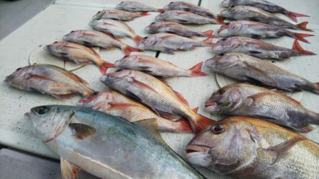 タイラバ遊漁船 ワンピース 釣果