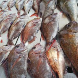 タイラバ遊漁船 ワンピース 釣果