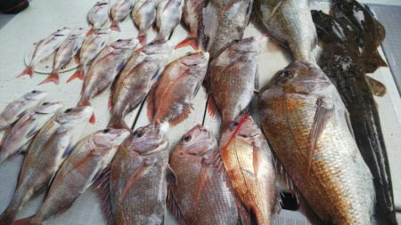 タイラバ遊漁船 ワンピース 釣果