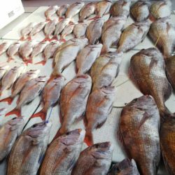 タイラバ遊漁船 ワンピース 釣果