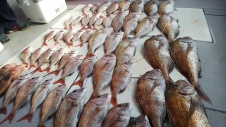 タイラバ遊漁船 ワンピース 釣果