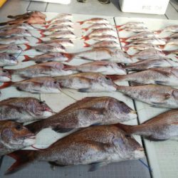 タイラバ遊漁船 ワンピース 釣果