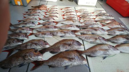 タイラバ遊漁船 ワンピース 釣果