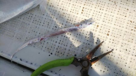 タイラバ遊漁船 ワンピース 釣果