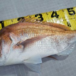 タイラバ遊漁船 ワンピース 釣果