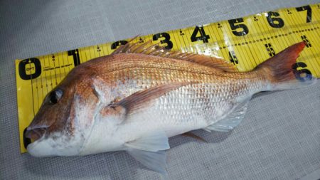 タイラバ遊漁船 ワンピース 釣果