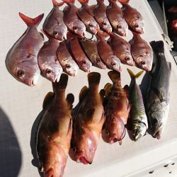 遊漁船　家入 釣果