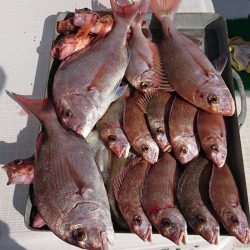 遊漁船 家入 釣果