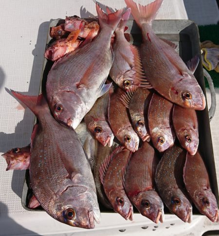 遊漁船 家入 釣果