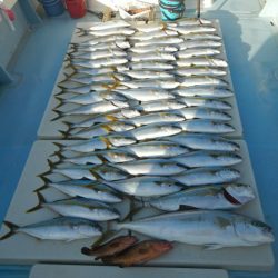 きずなまりん 釣果