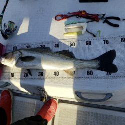 海龍丸（島根） 釣果