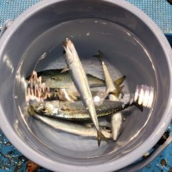 さち丸 釣果