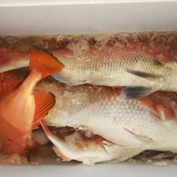 第二龍勢丸 釣果