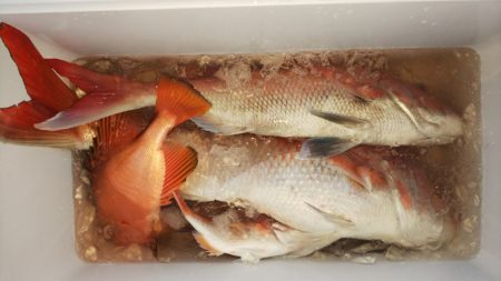 第二龍勢丸 釣果