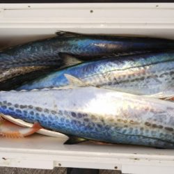 第二龍勢丸 釣果