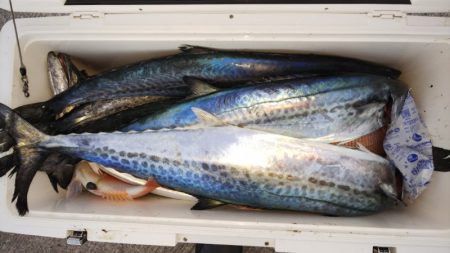 第二龍勢丸 釣果