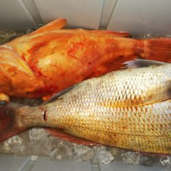 第二龍勢丸 釣果