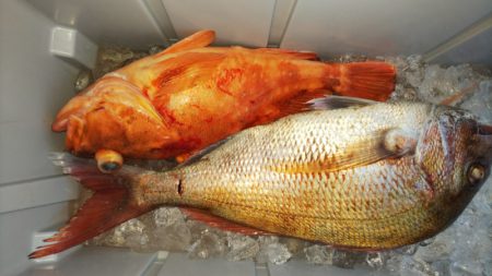 第二龍勢丸 釣果