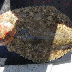 第二龍勢丸 釣果