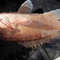 第二龍勢丸 釣果