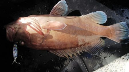 第二龍勢丸 釣果