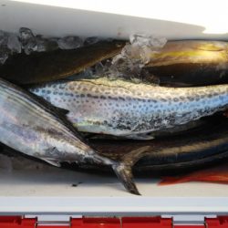 第二龍勢丸 釣果