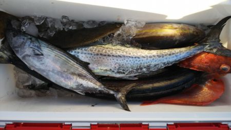 第二龍勢丸 釣果