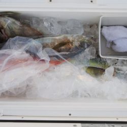 第二龍勢丸 釣果