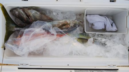 第二龍勢丸 釣果