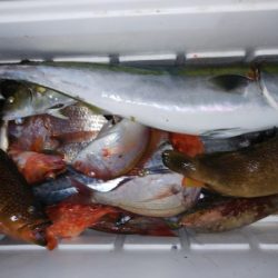 第二龍勢丸 釣果