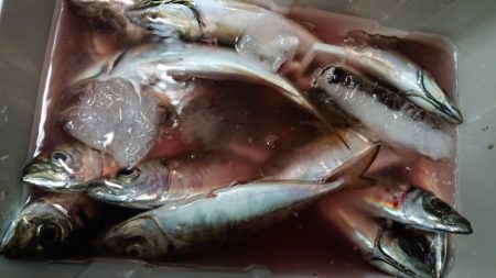 シースナイパー海龍 釣果