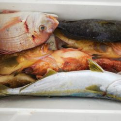 第二龍勢丸 釣果