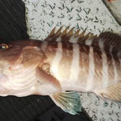 第二龍勢丸 釣果