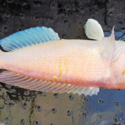 第二龍勢丸 釣果