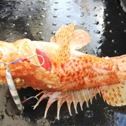 第二龍勢丸 釣果