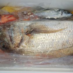 第二龍勢丸 釣果