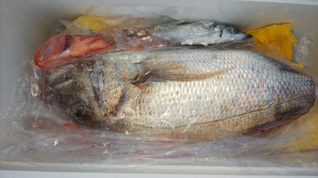 第二龍勢丸 釣果